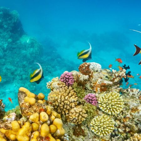 Izlet na ostrvo Utopia: ronjenje i avantura u Crvenom moru