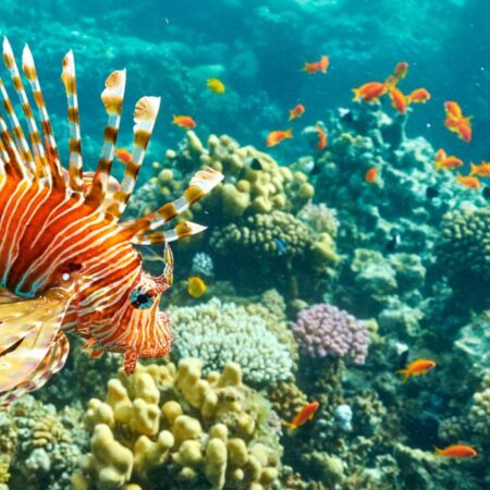 Izlet polupodmornicom: Crveno more izbliza