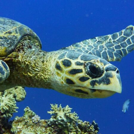 Abu Dabbab tura iz Hurgade: plaža, korali i morske kornjače